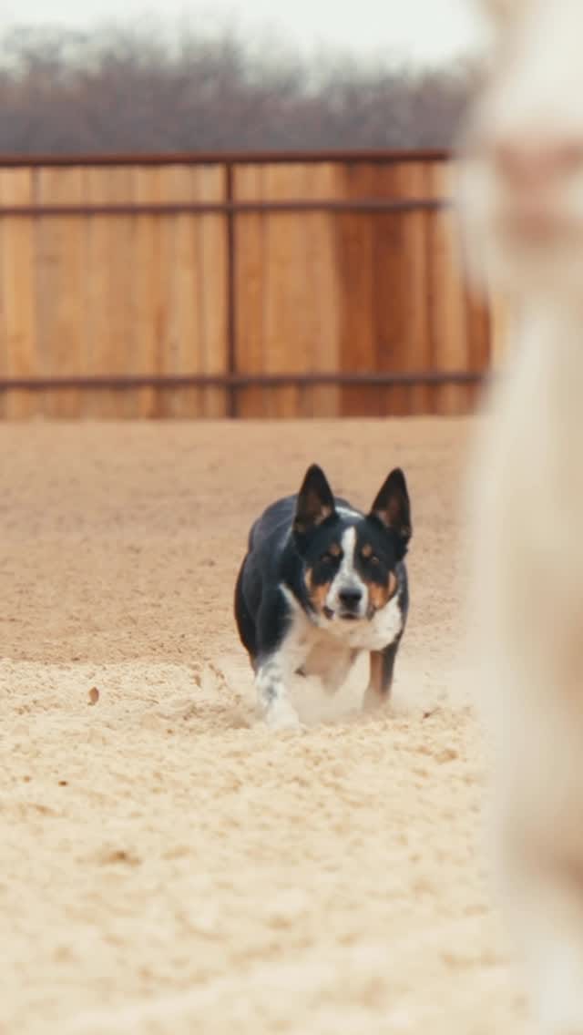 Post 1 by Moura Stock Dogs on Instagram (video)