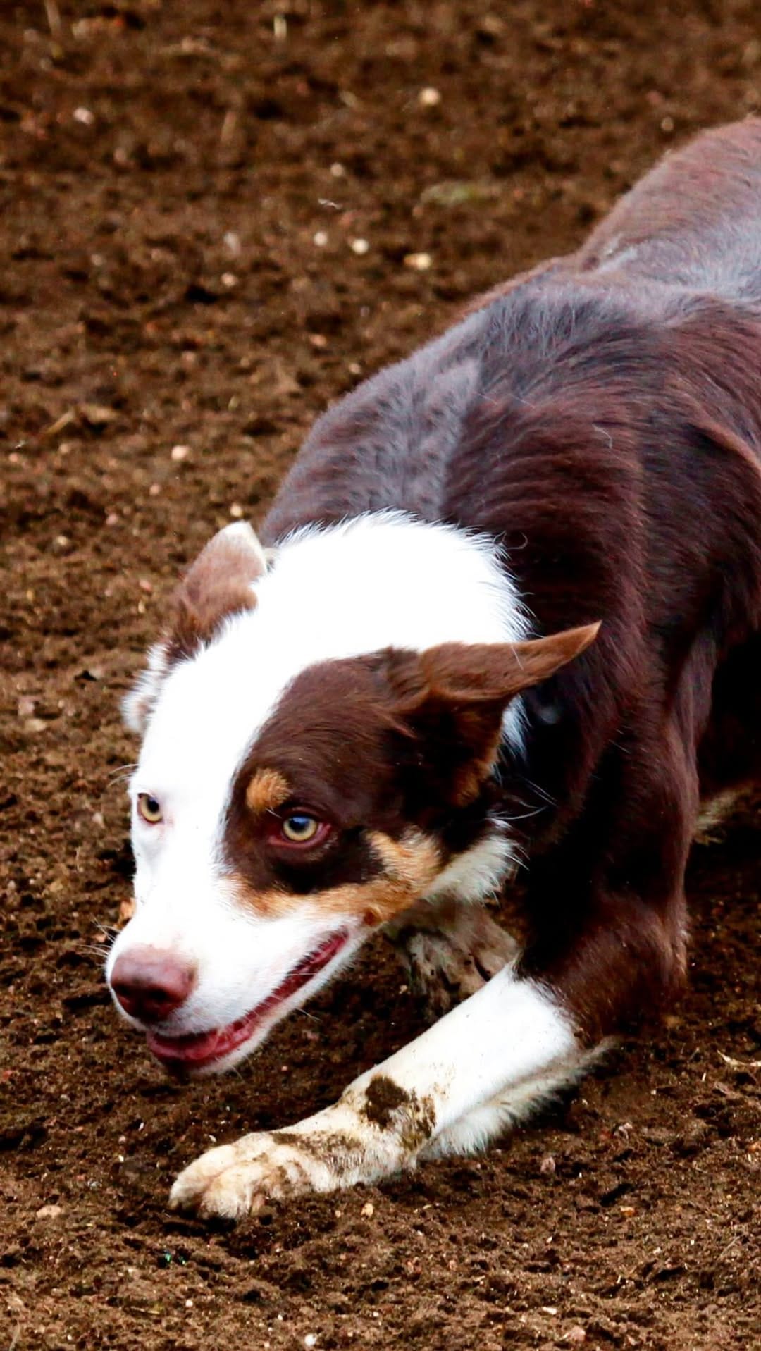 Post 7 by Moura Stock Dogs on Instagram (video)