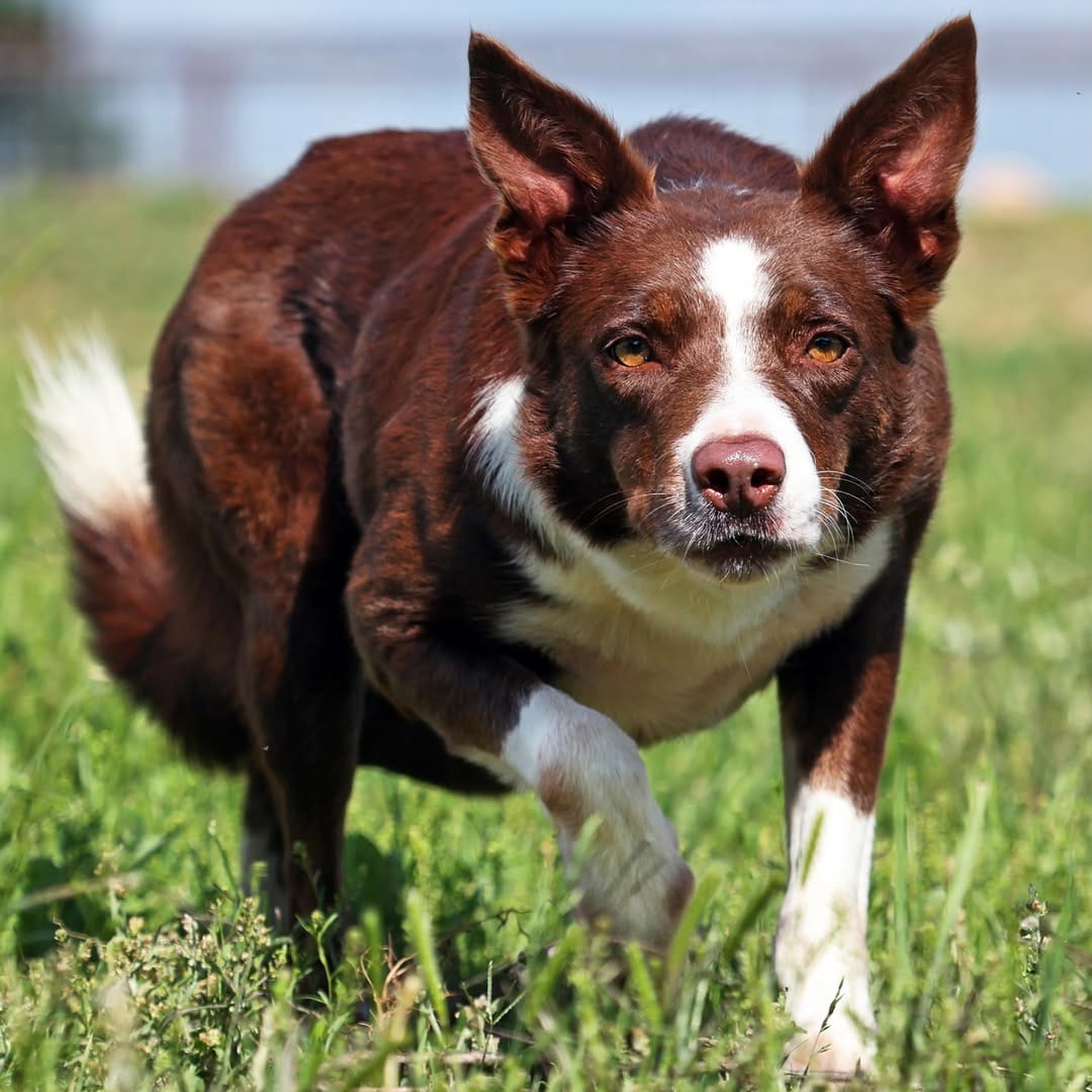 Post 5 by Moura Stock Dogs on Instagram (image)