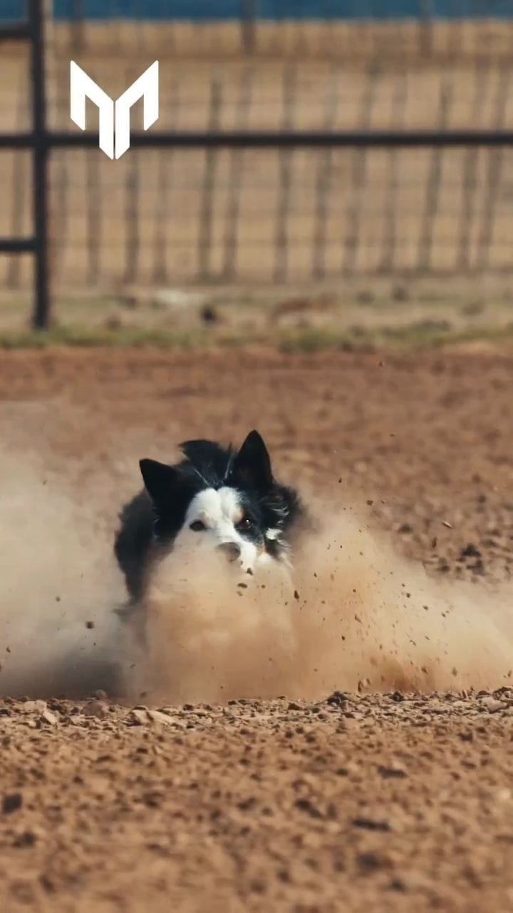 Post 9 by Moura Stock Dogs on Instagram (video)