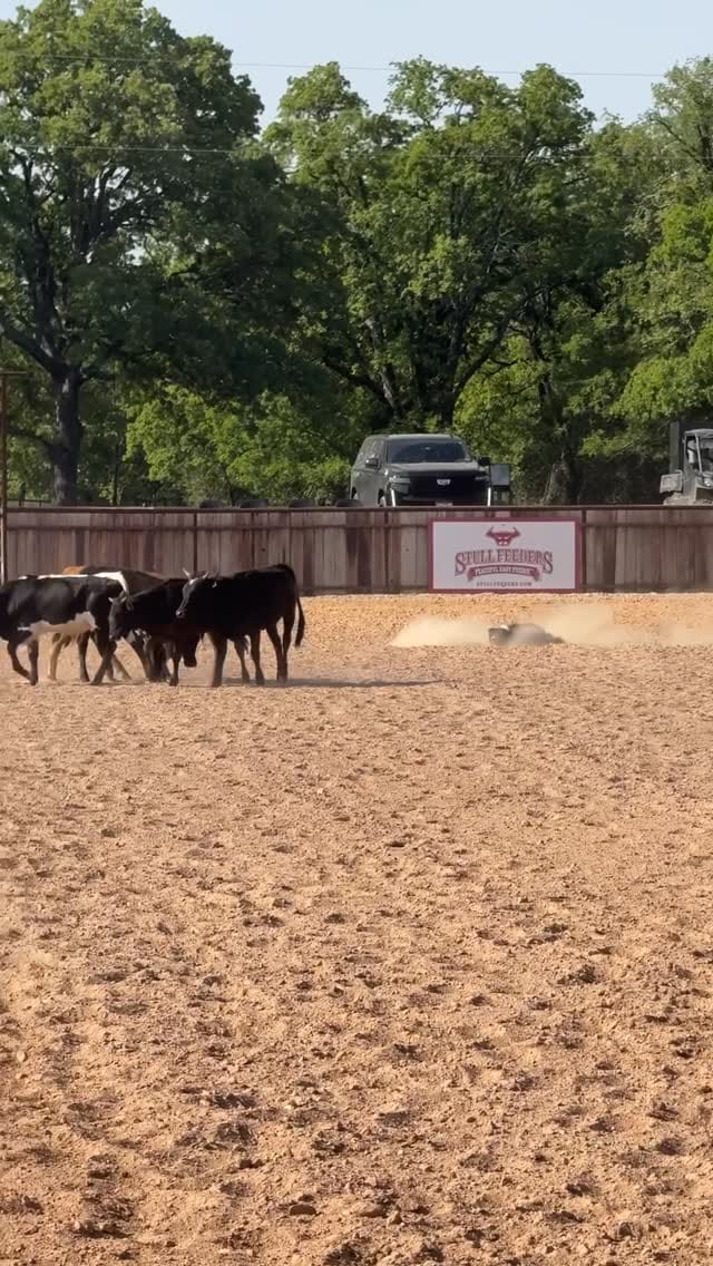 Post 4 by Moura Stock Dogs on Instagram (video)