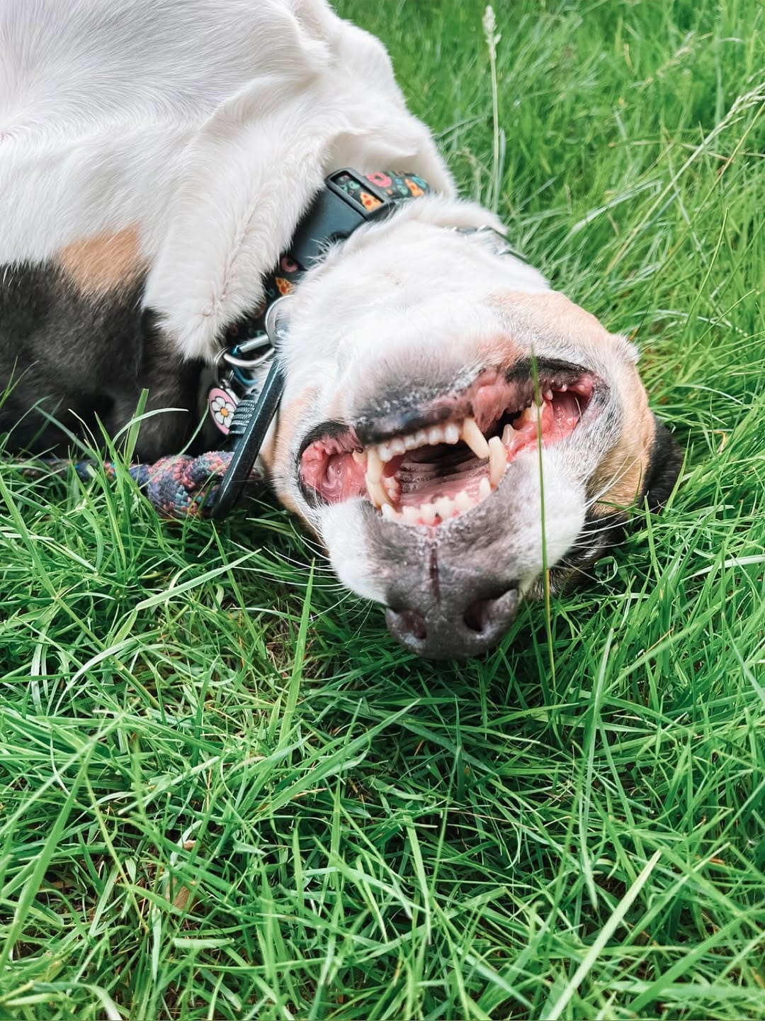 Post 2 by Daisy "BUGGIE" 🌼 on Instagram (image)