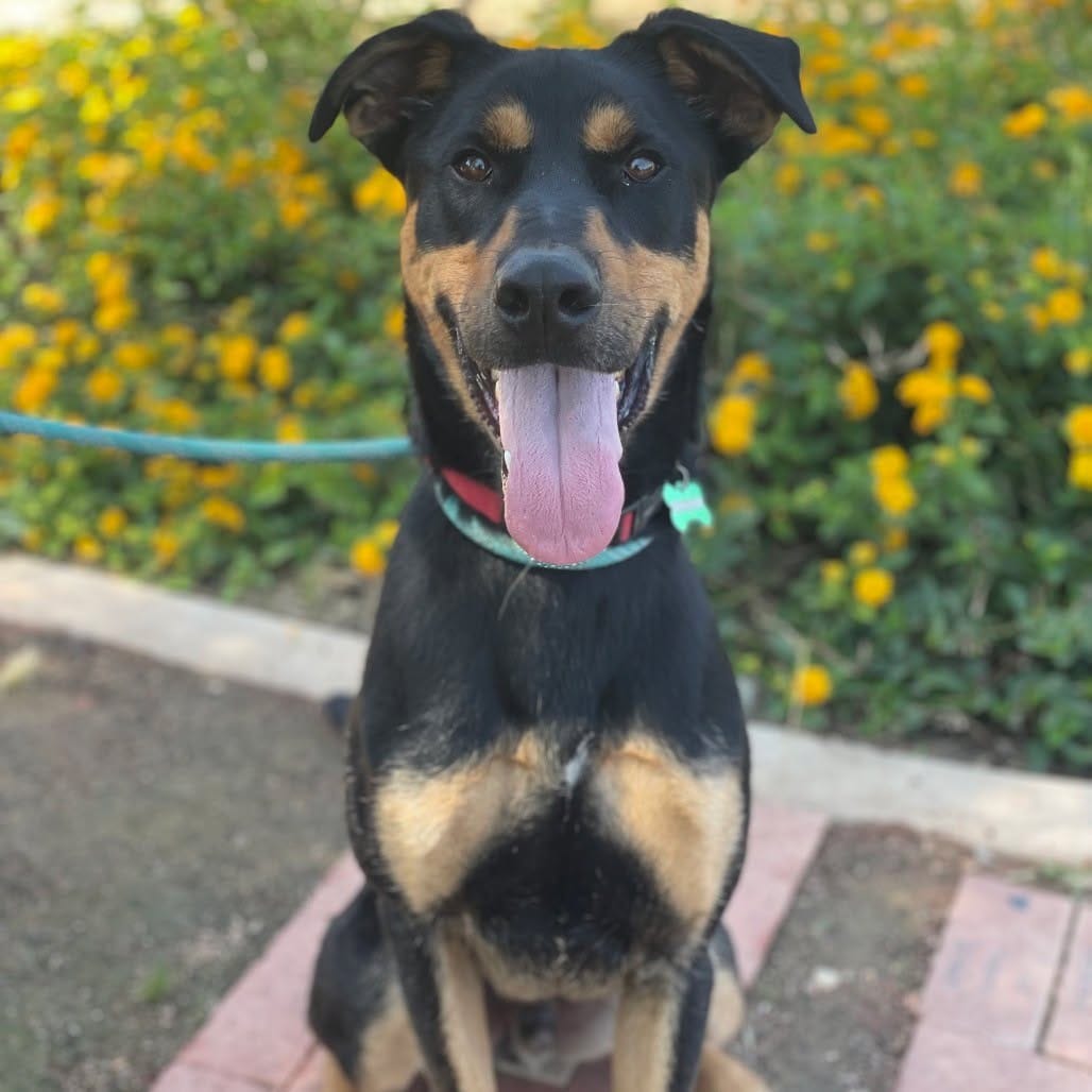 Post 8 by RivCo Shelter Pets on Instagram (image)