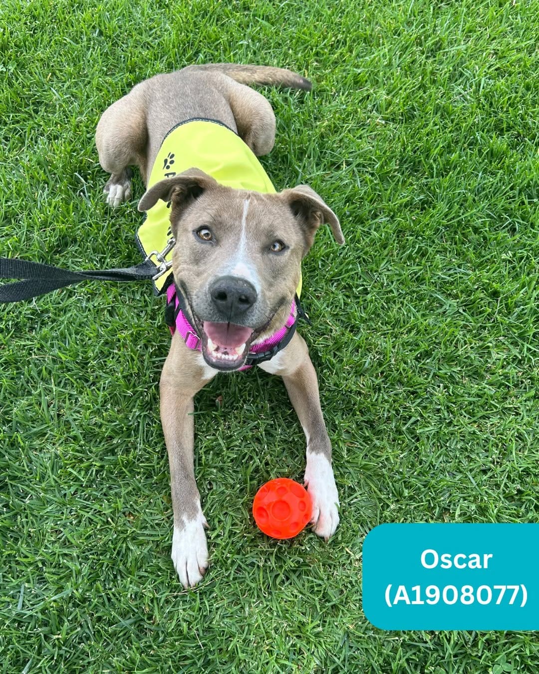 Post 9 by RivCo Shelter Pets on Instagram (image)