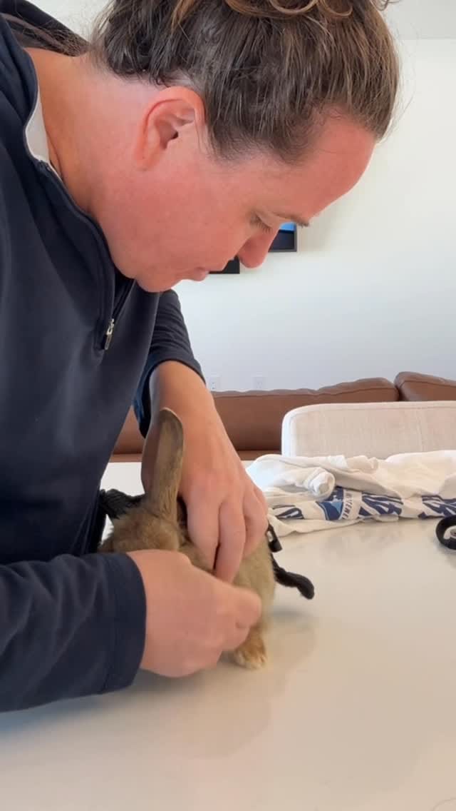 Post 5 by Rabbit Pals on Instagram (video)