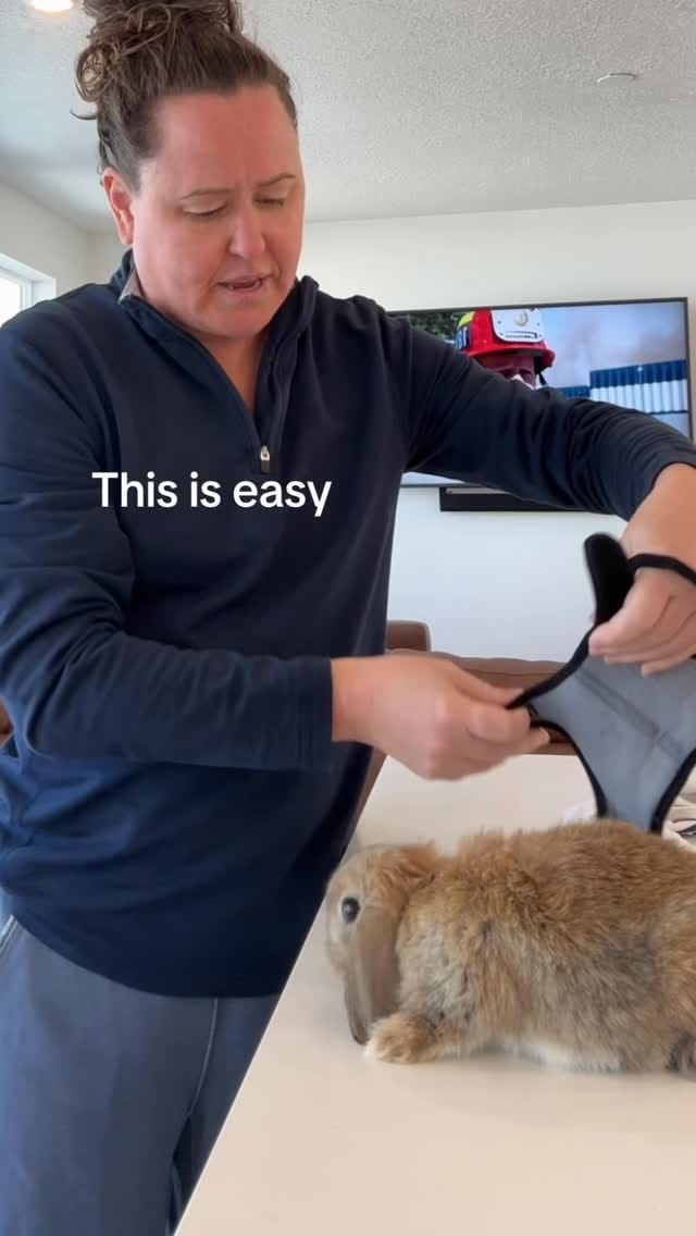 Post 4 by Rabbit Pals on Instagram (video)
