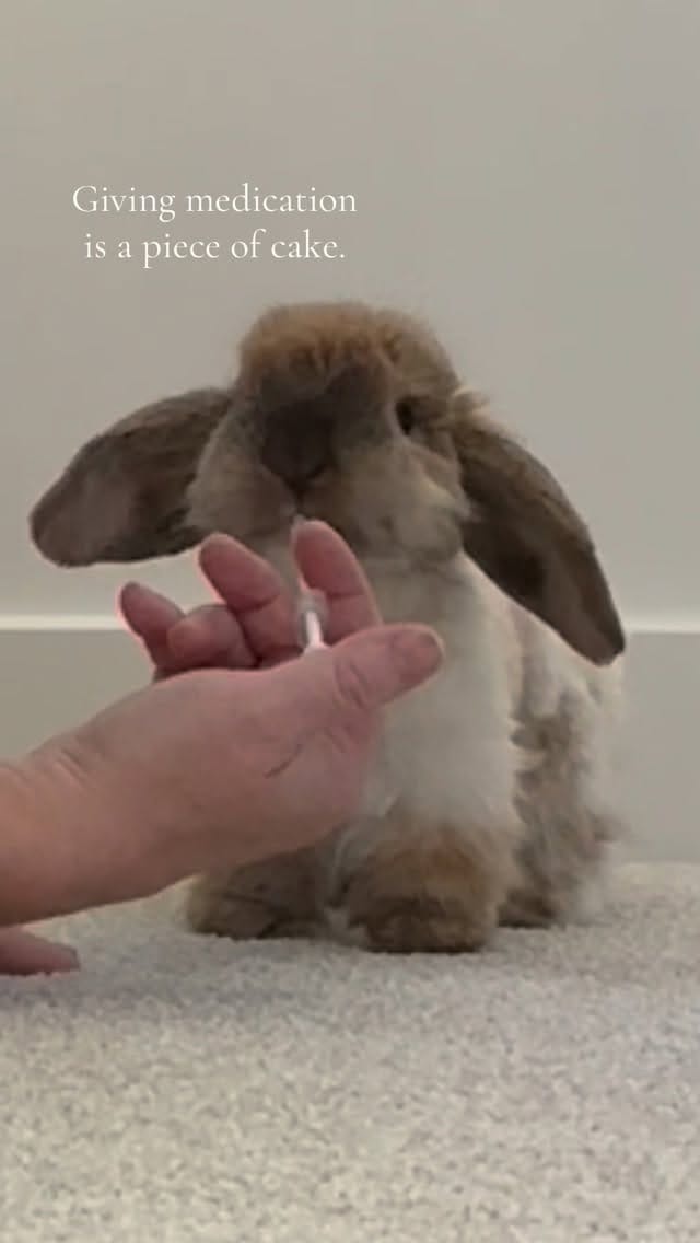 Post 3 by Rabbit Pals on Instagram (video)