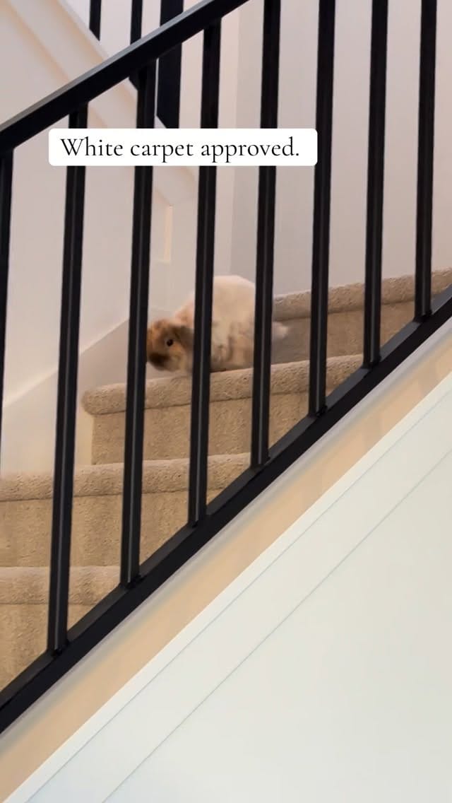 Post 7 by Rabbit Pals on Instagram (video)