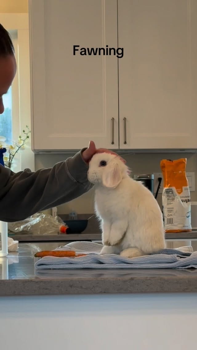 Post 2 by Rabbit Pals on Instagram (video)