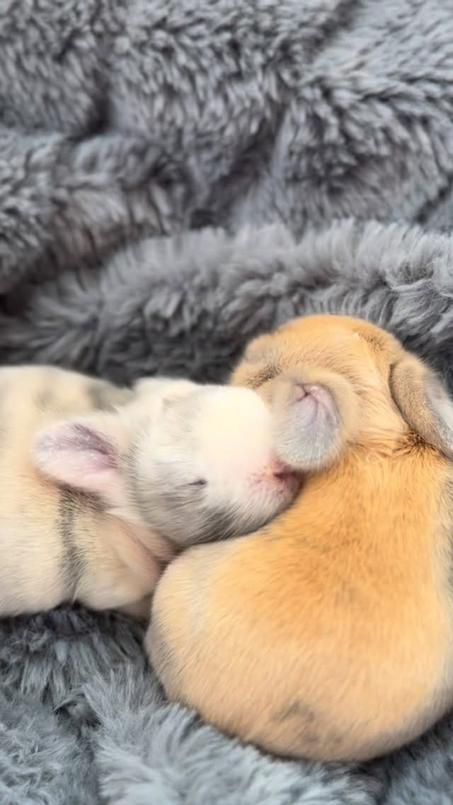 Post 9 by Rabbit Pals on Instagram (video)
