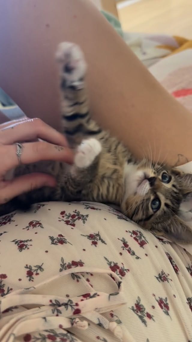 Post 4 by Rags to Riches Animal Rescue Inc on Instagram (video)