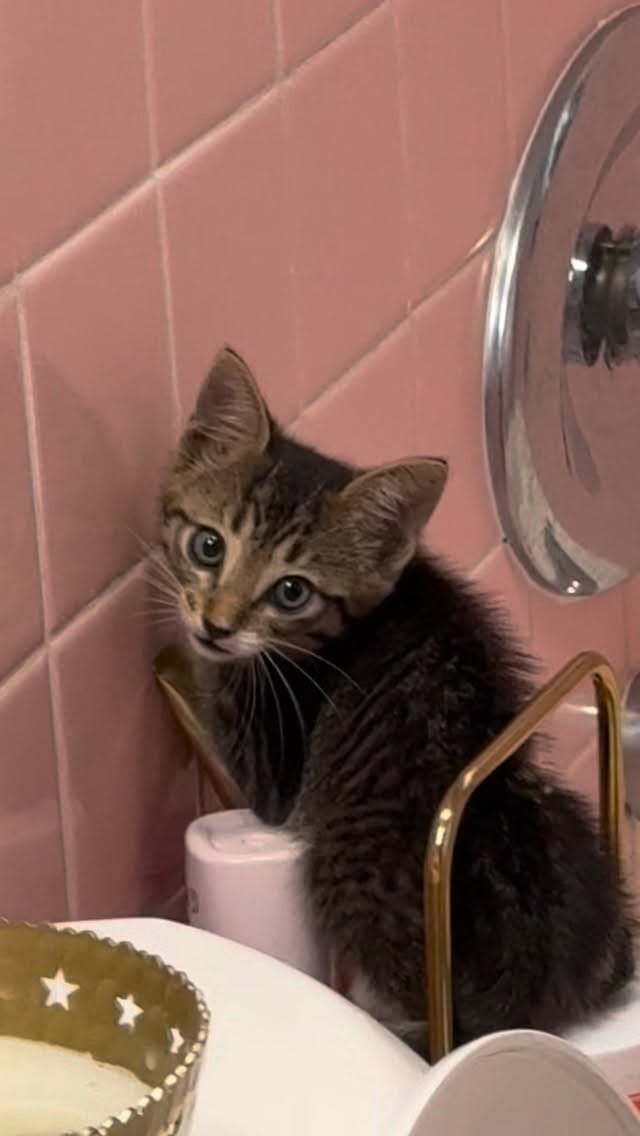 Post 5 by Rags to Riches Animal Rescue Inc on Instagram (video)