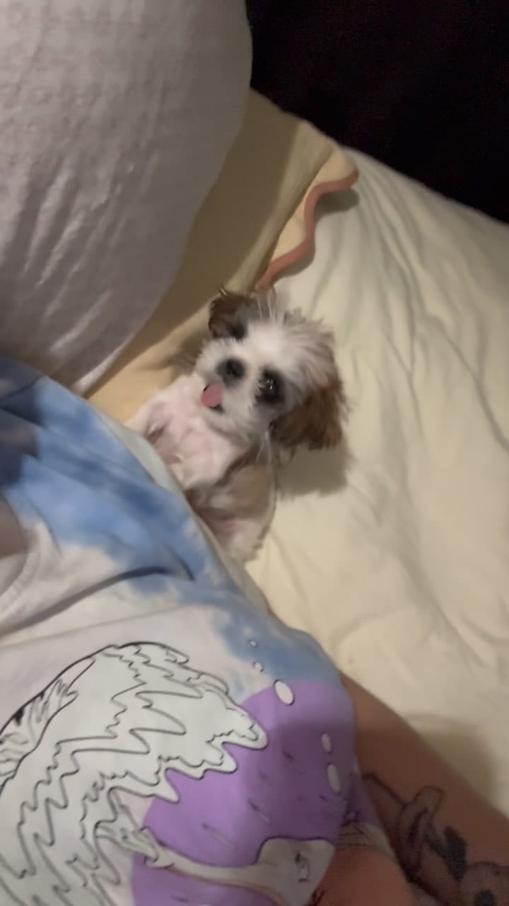 Post 8 by Rags to Riches Animal Rescue Inc on Instagram (video)