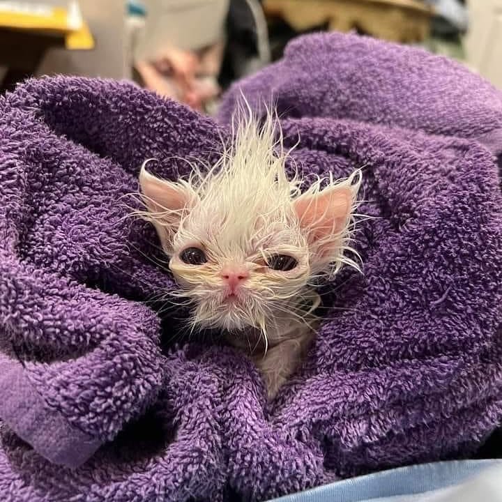 Post 9 by Rags to Riches Animal Rescue Inc on Instagram (image)