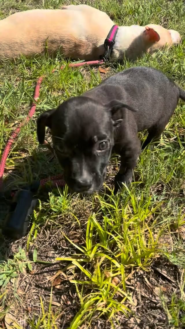 Post 7 by Rags to Riches Animal Rescue Inc on Instagram (video)