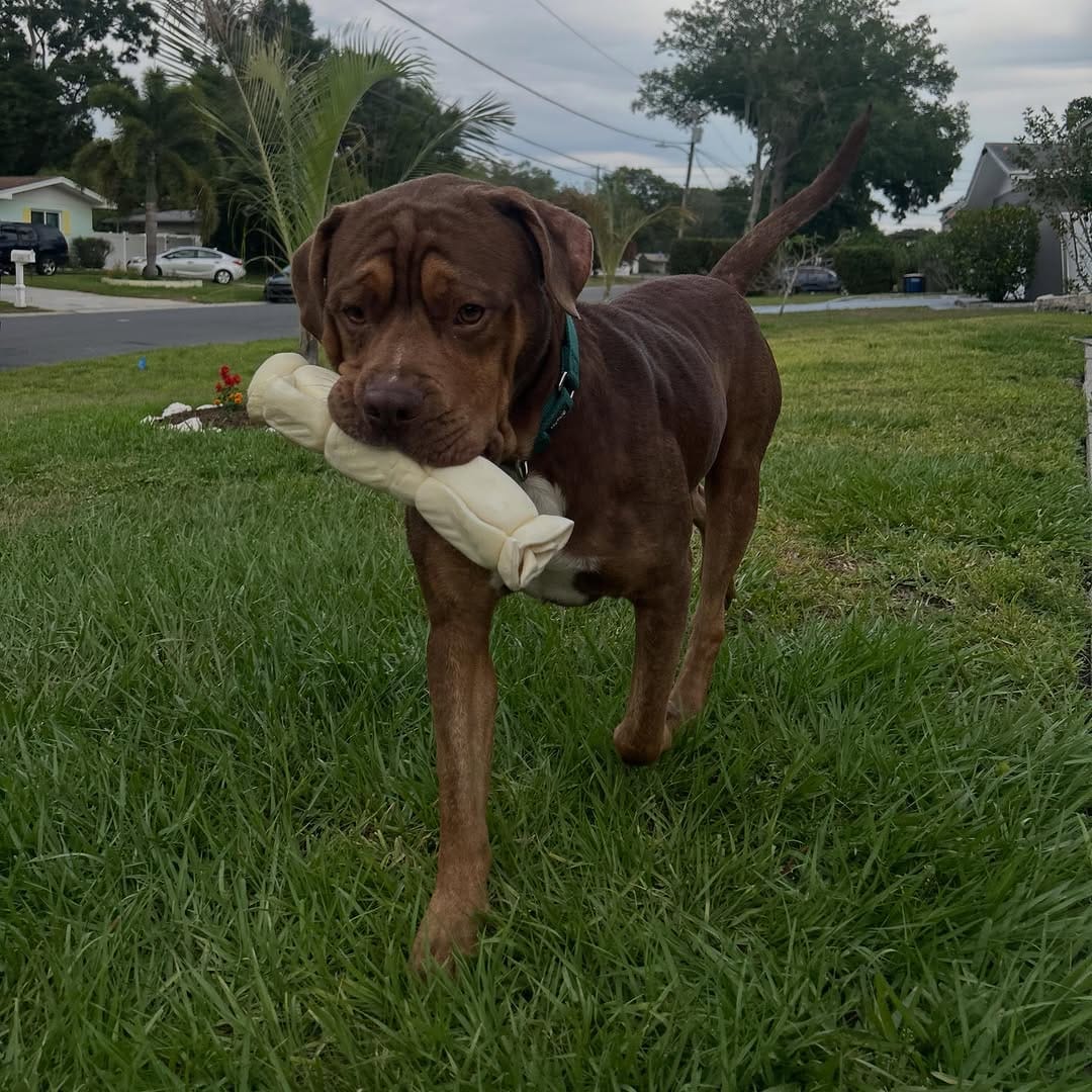 Post 6 by Rags to Riches Animal Rescue Inc on Instagram (carousel)