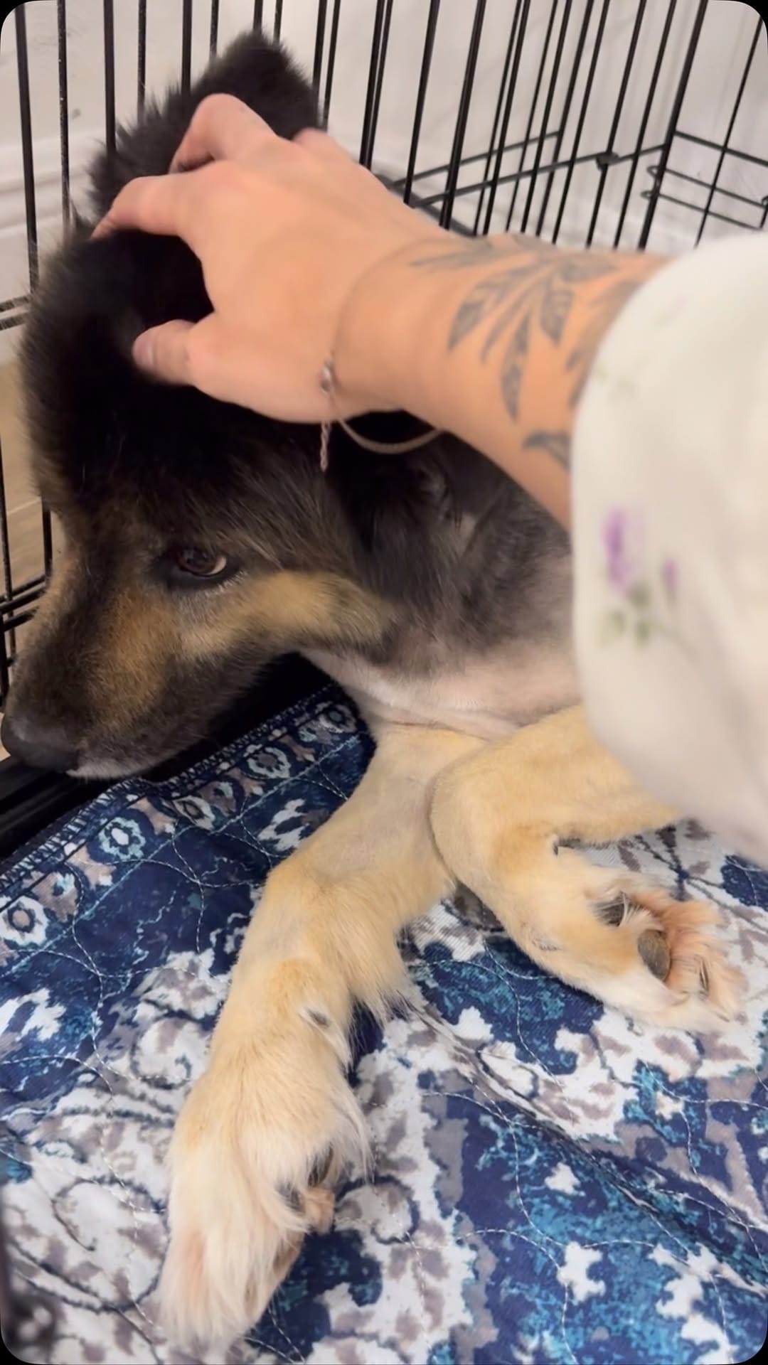 Post 1 by Rags to Riches Animal Rescue Inc on Instagram (video)