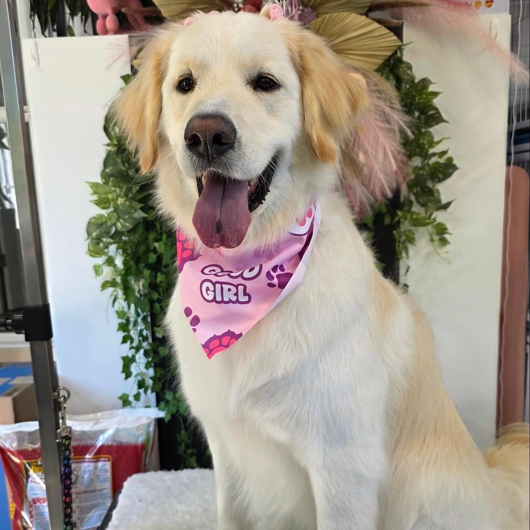 Post 3 by MoniPaws Pet Spaw grooming on Instagram (carousel)