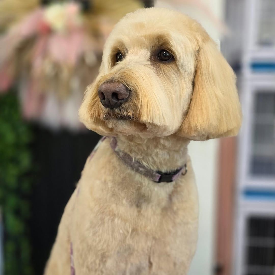 Post 8 by MoniPaws Pet Spaw grooming on Instagram (carousel)