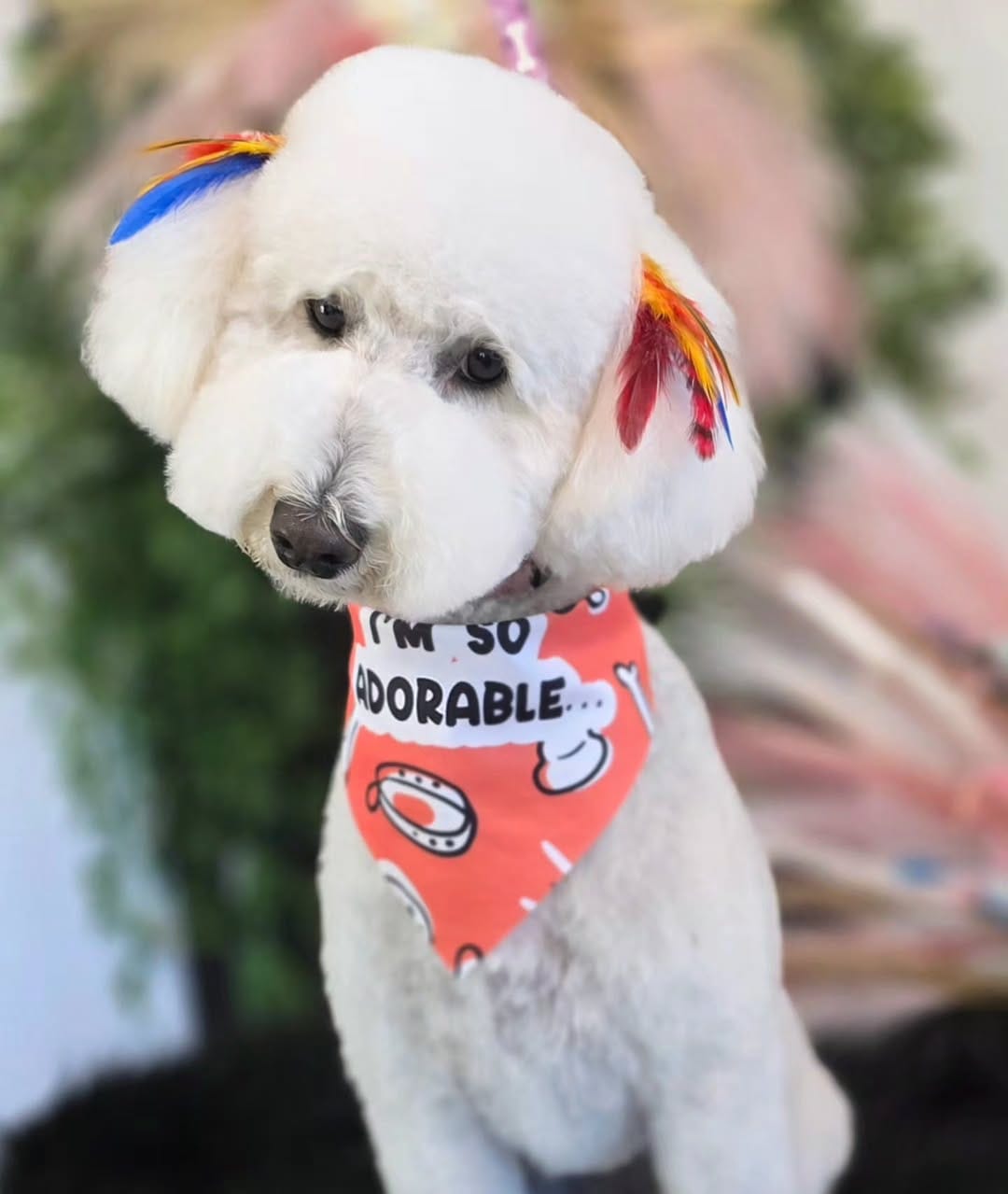 Post 7 by MoniPaws Pet Spaw grooming on Instagram (carousel)