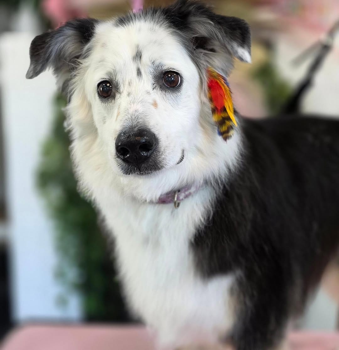 Post 5 by MoniPaws Pet Spaw grooming on Instagram (carousel)