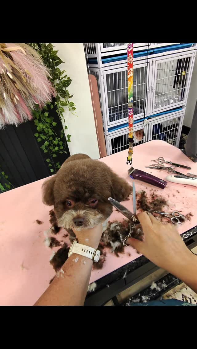 Post 1 by MoniPaws Pet Spaw grooming on Instagram (video)