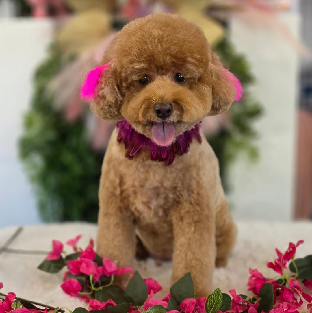Post 4 by MoniPaws Pet Spaw grooming on Instagram (carousel)
