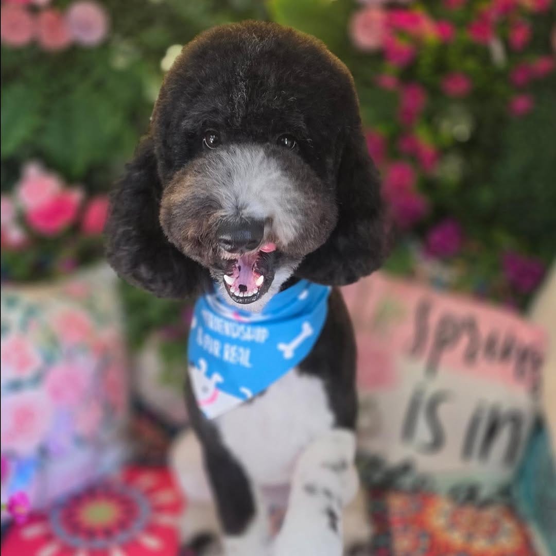 Post 6 by MoniPaws Pet Spaw grooming on Instagram (carousel)
