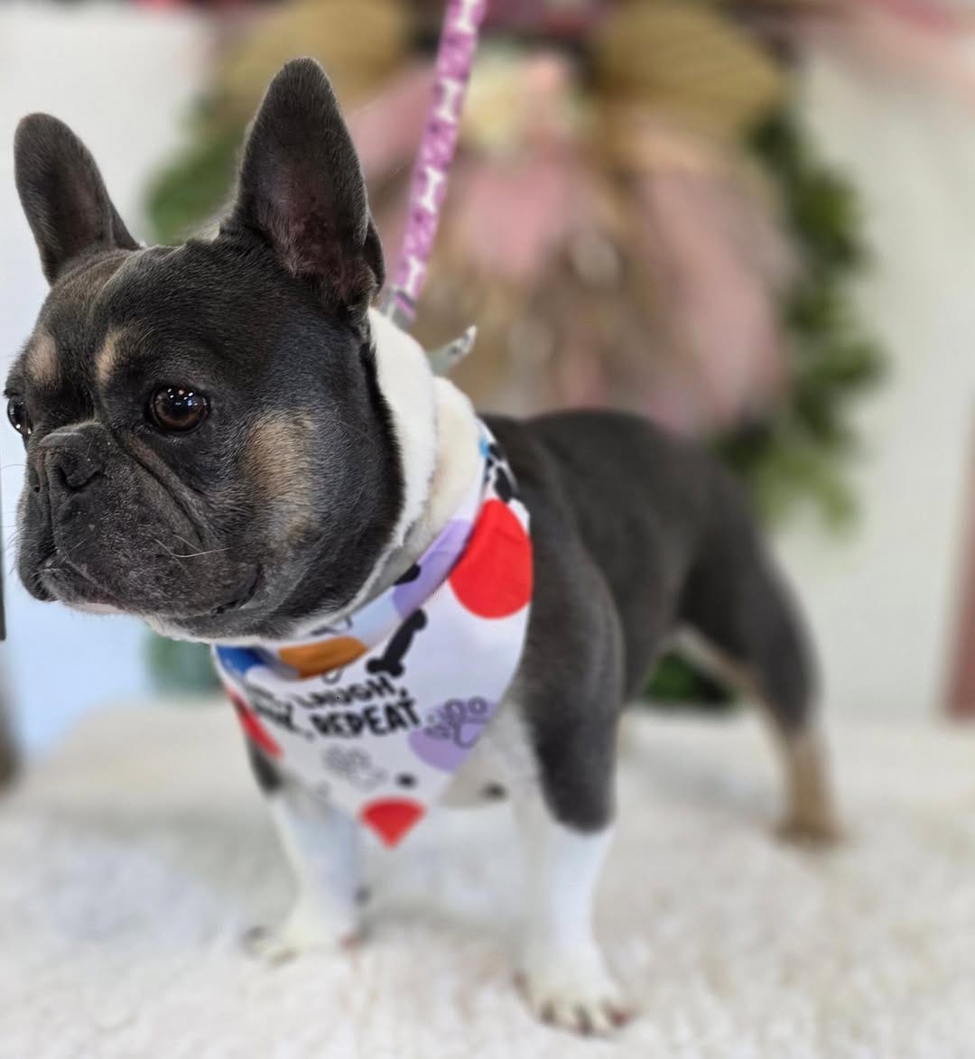 Post 2 by MoniPaws Pet Spaw grooming on Instagram (carousel)
