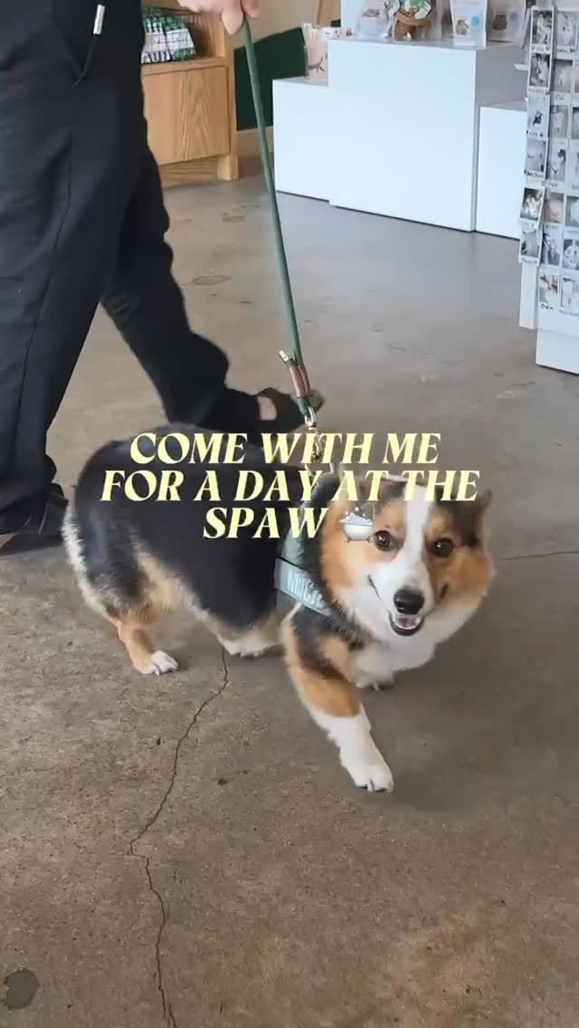 Post 8 by Bowie Barker on Instagram (video)
