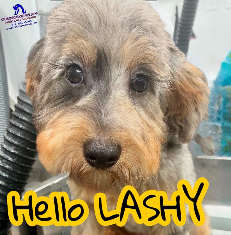 Post 4 by Compassionate Dog Mobile Pet Grooming on Instagram (image)