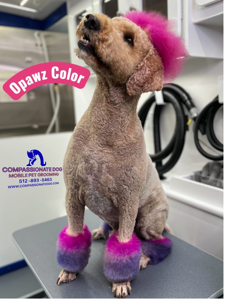 Post 1 by Compassionate Dog Mobile Pet Grooming on Instagram (image)