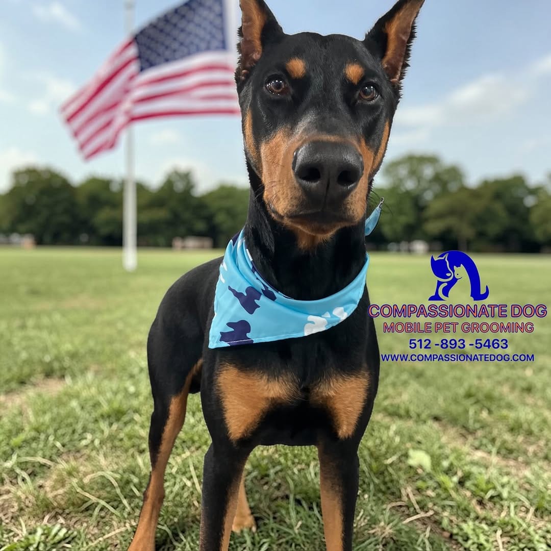 Post 8 by Compassionate Dog Mobile Pet Grooming on Instagram (image)