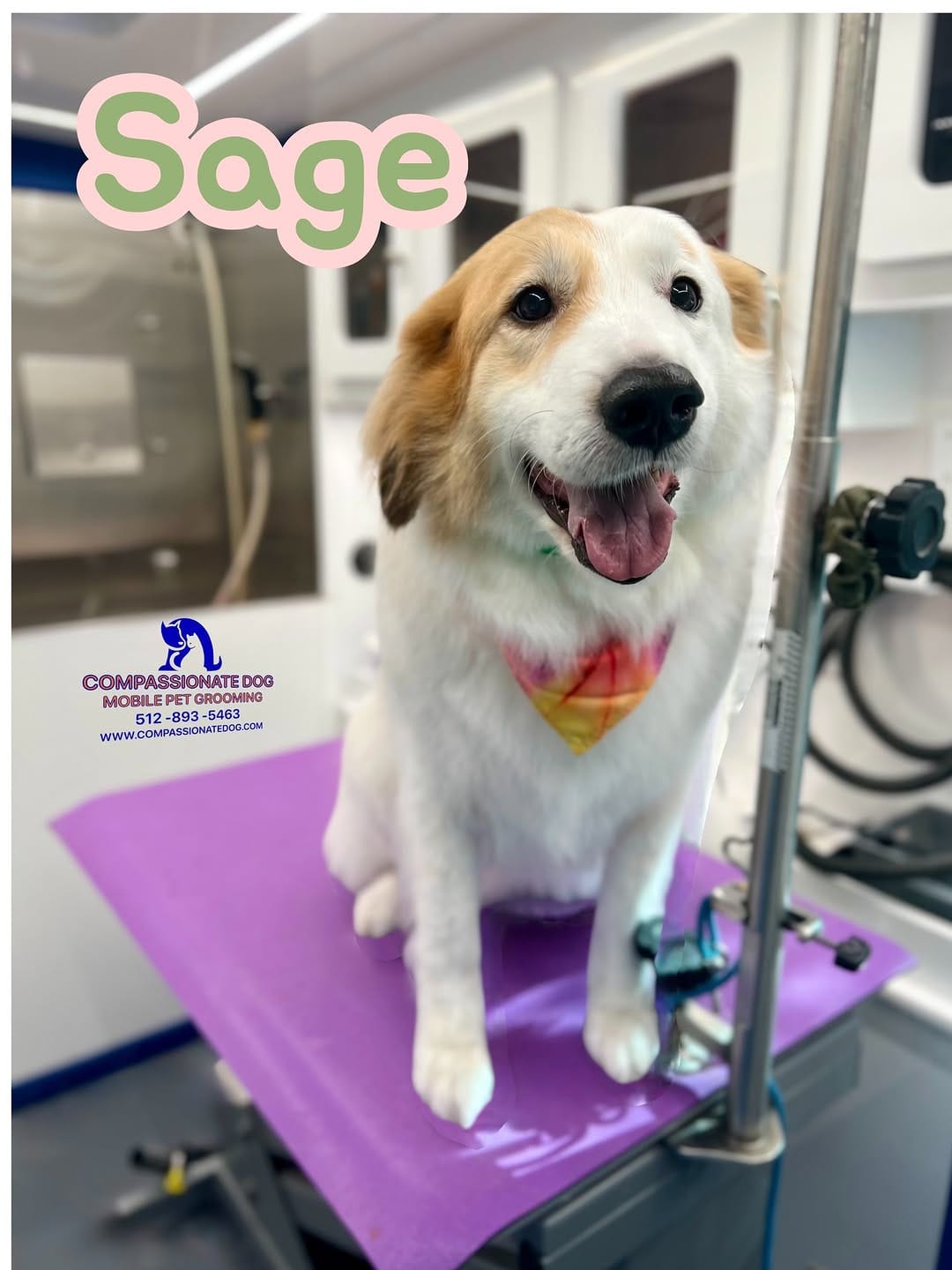Post 7 by Compassionate Dog Mobile Pet Grooming on Instagram (image)