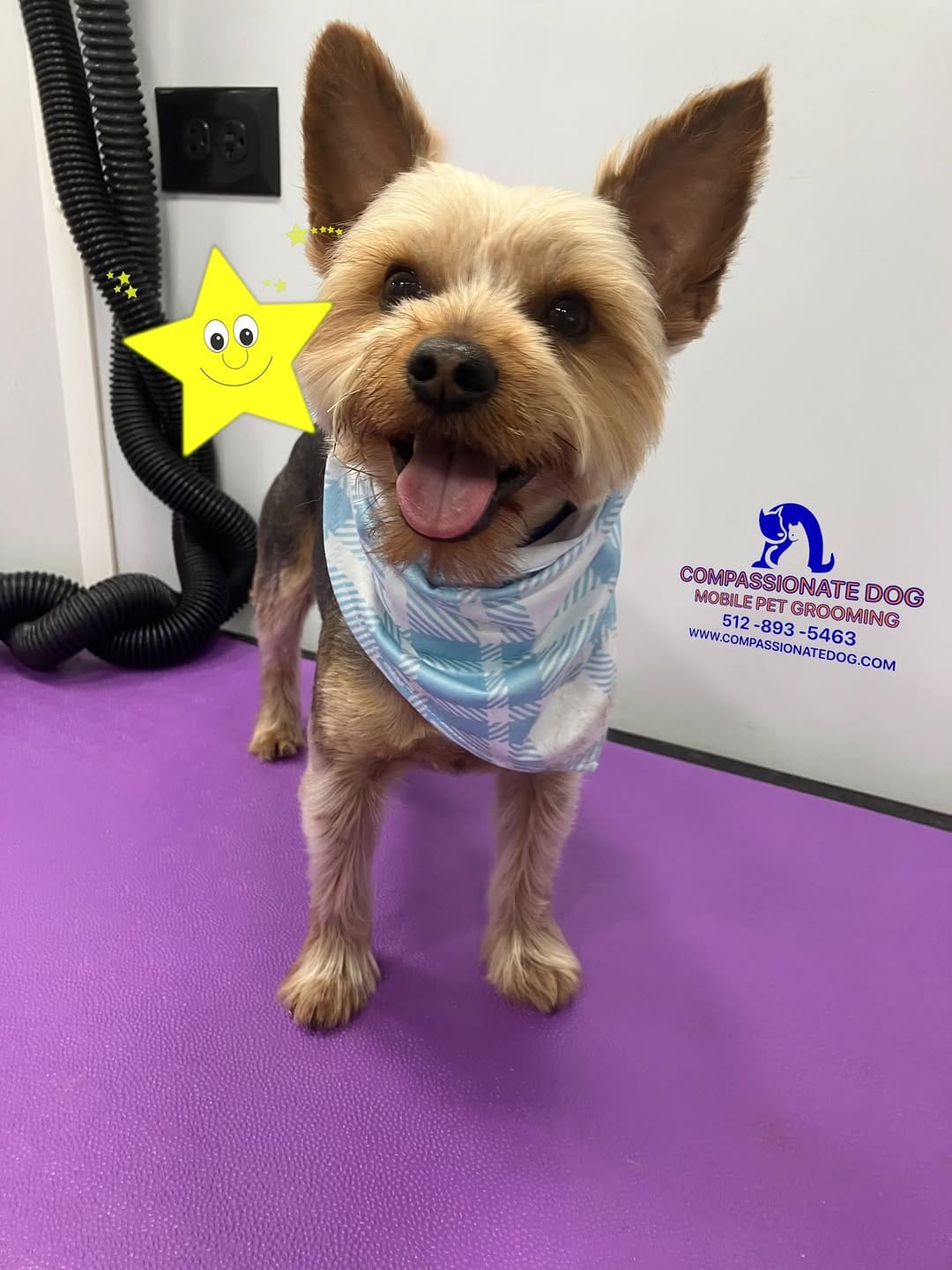 Post 9 by Compassionate Dog Mobile Pet Grooming on Instagram (image)