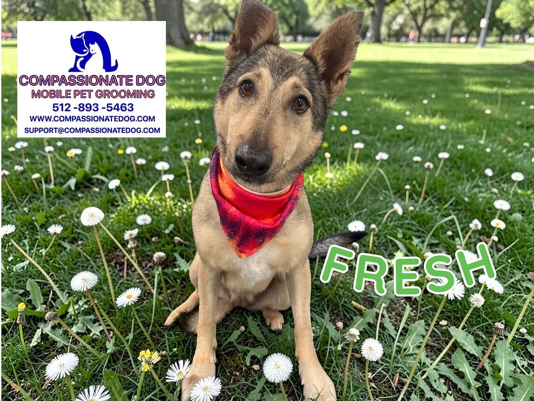 Post 3 by Compassionate Dog Mobile Pet Grooming on Instagram (image)