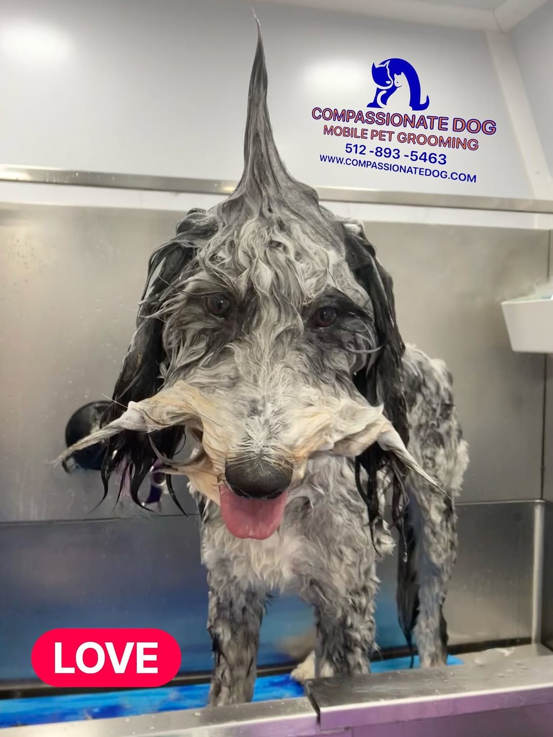 Post 10 by Compassionate Dog Mobile Pet Grooming on Instagram (image)