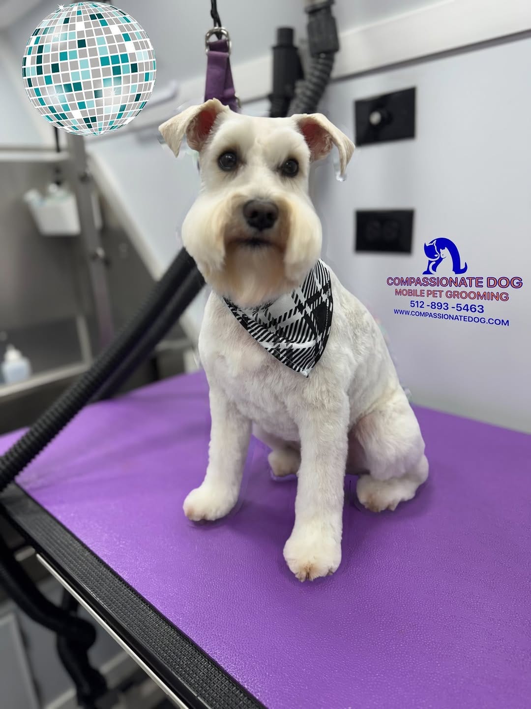 Post 5 by Compassionate Dog Mobile Pet Grooming on Instagram (image)