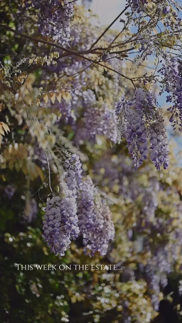 Post 1 by Wootton Hall - Country House Weddings, Lincolnshire on Instagram (video)