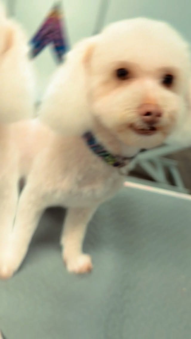 Post 4 by Pooch La Vie Dog Grooming on Instagram (video)