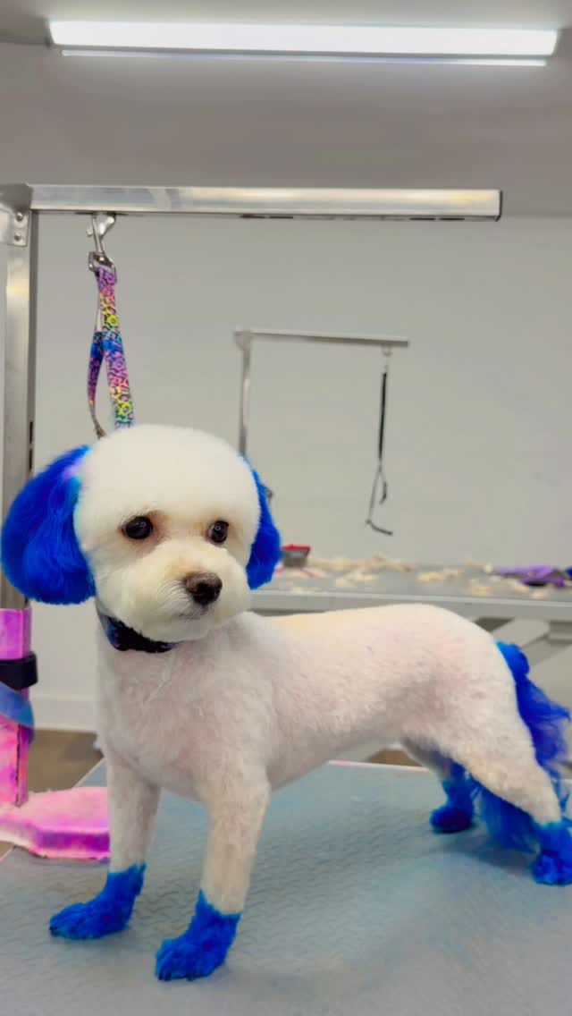 Post 2 by Pooch La Vie Dog Grooming on Instagram (video)