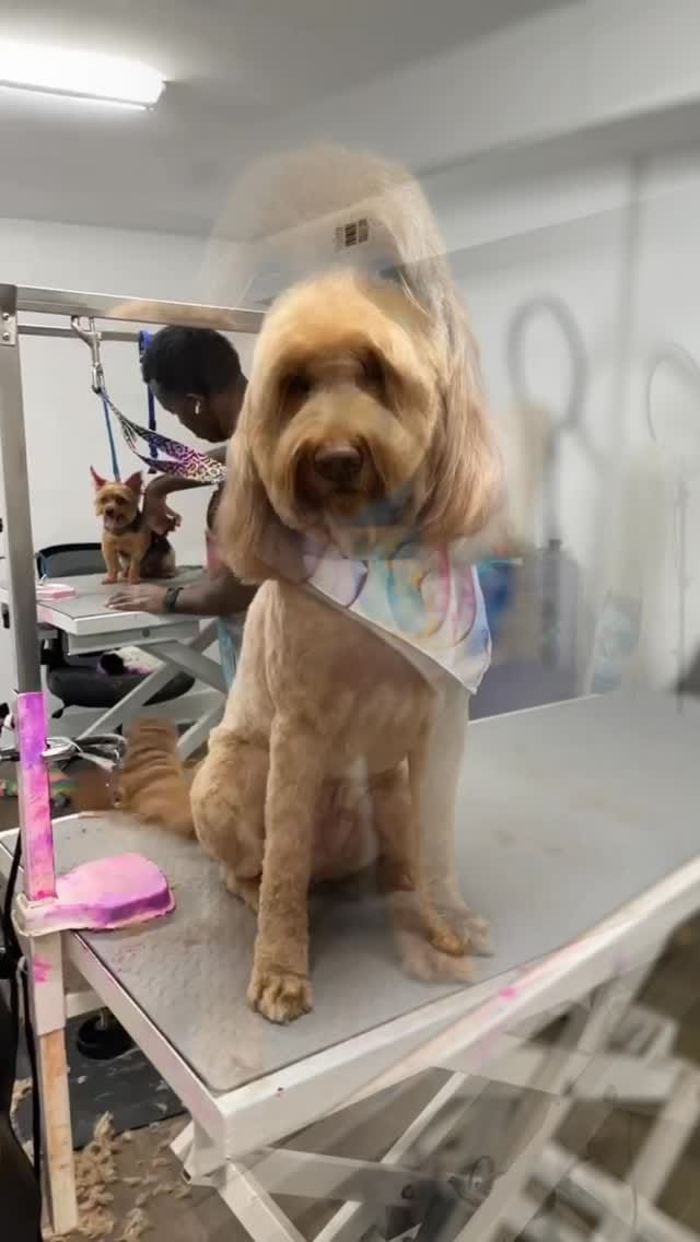 Post 10 by Pooch La Vie Dog Grooming on Instagram (video)