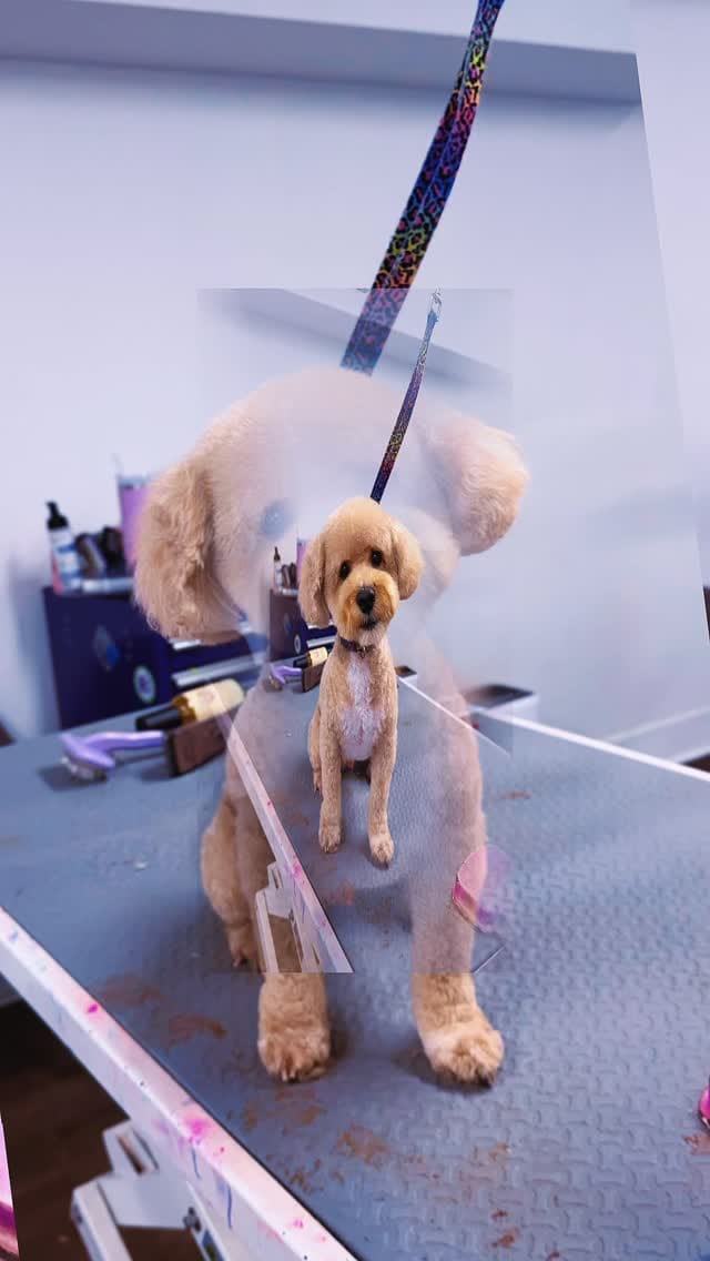 Post 6 by Pooch La Vie Dog Grooming on Instagram (video)