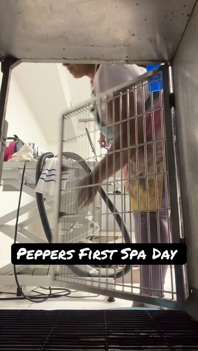 Post 5 by Pooch La Vie Dog Grooming on Instagram (video)