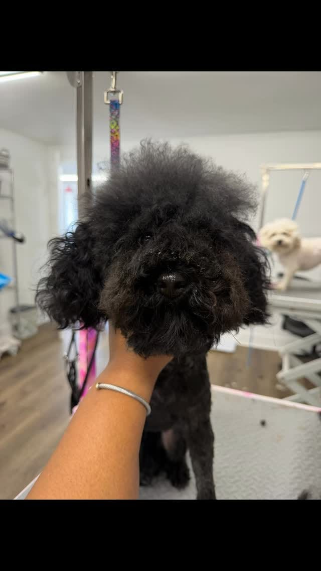 Post 7 by Pooch La Vie Dog Grooming on Instagram (video)