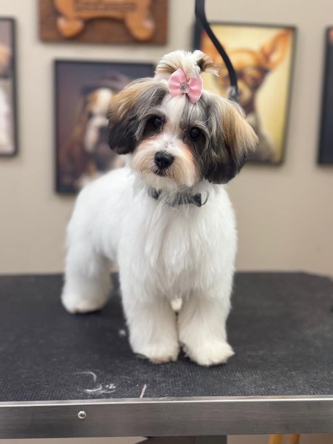 Post 5 by Pet Avenue Grooming & Boarding on Instagram (image)