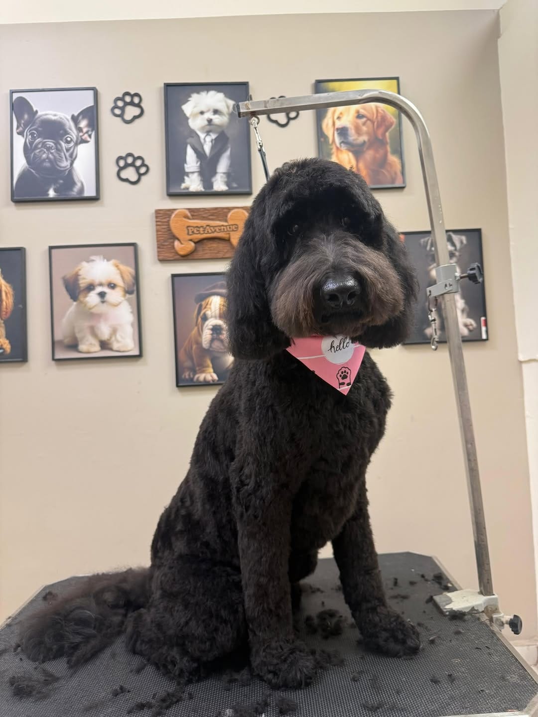 Post 6 by Pet Avenue Grooming & Boarding on Instagram (image)