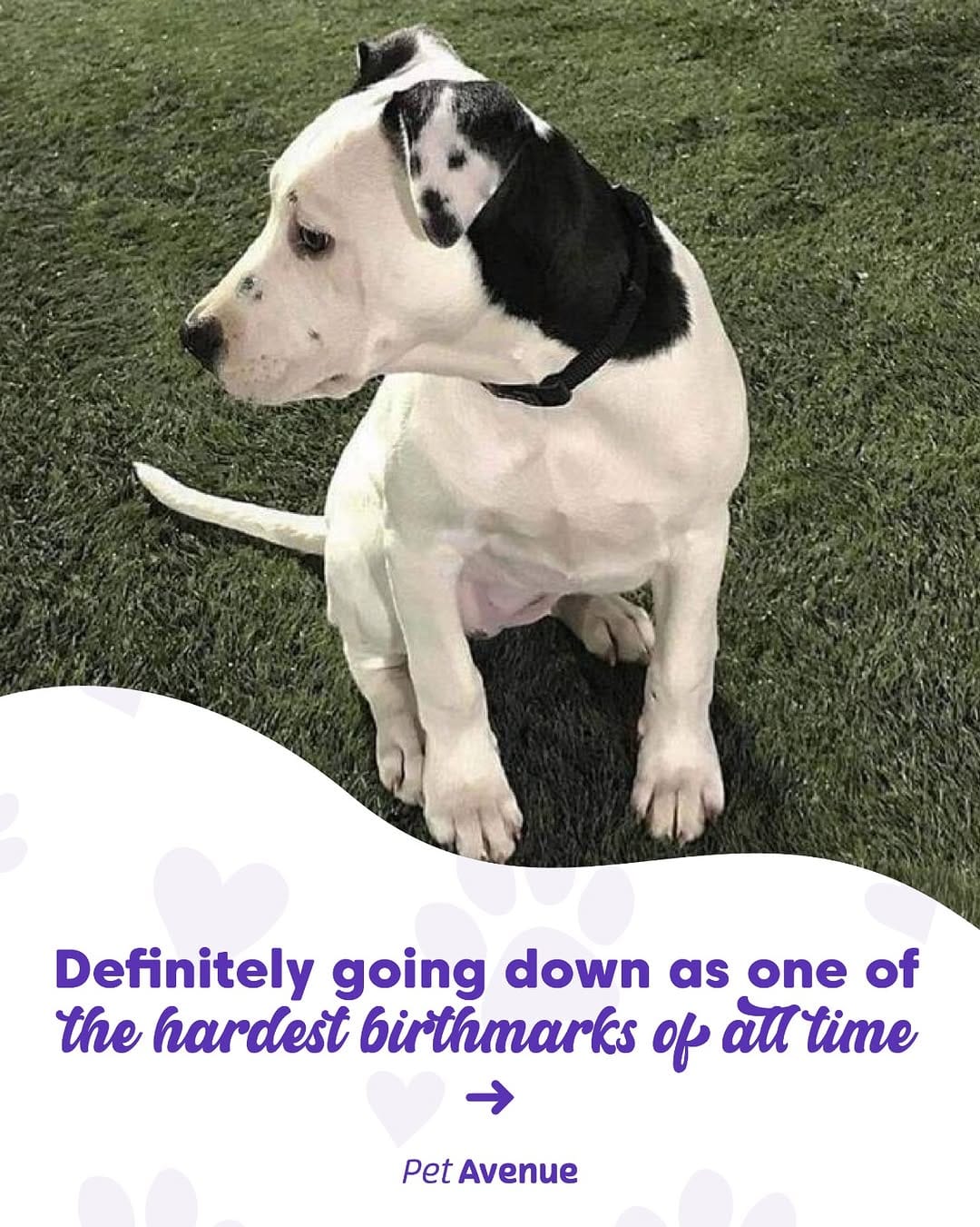 Post 10 by Pet Avenue Grooming & Boarding on Instagram (carousel)