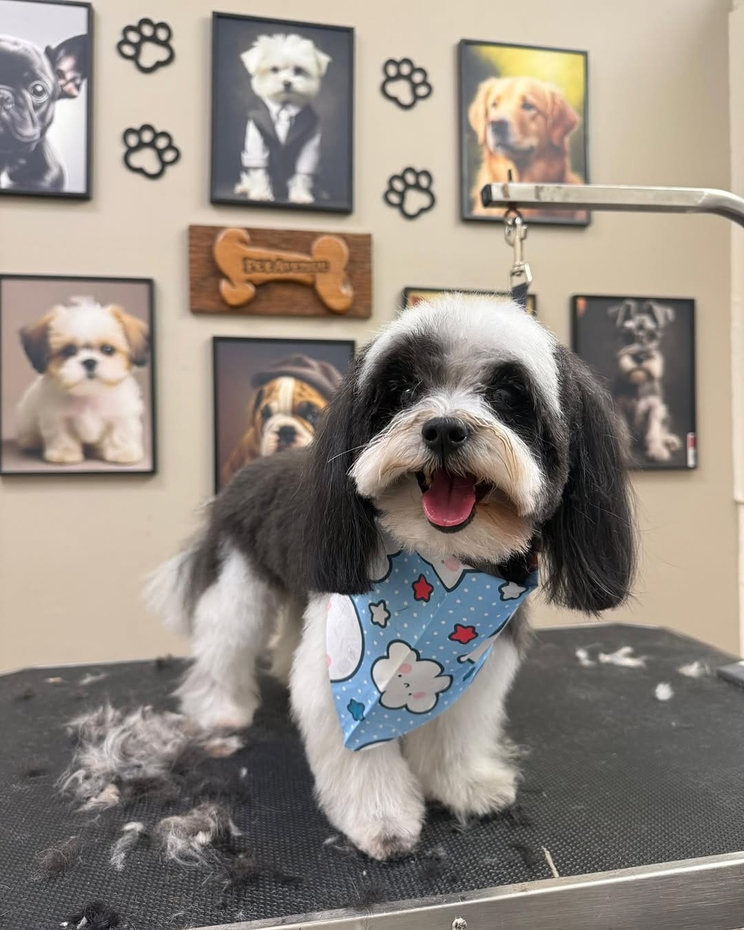Post 8 by Pet Avenue Grooming & Boarding on Instagram (image)