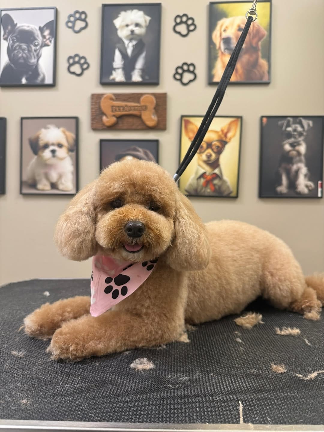 Post 9 by Pet Avenue Grooming & Boarding on Instagram (carousel)
